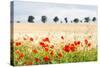 Poppy Field in Northumberland National Park-Matthew-Stretched Canvas