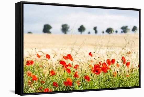 Poppy Field in Northumberland National Park-Matthew-Framed Stretched Canvas