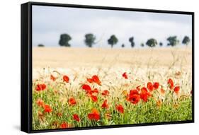 Poppy Field in Northumberland National Park-Matthew-Framed Stretched Canvas