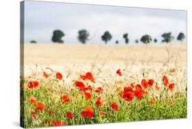 Poppy Field in Northumberland National Park-Matthew-Stretched Canvas