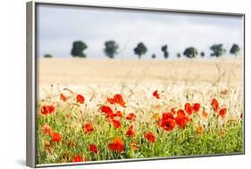 Poppy Field in Northumberland National Park-Matthew-Framed Photographic Print