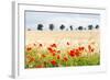 Poppy Field in Northumberland National Park-Matthew-Framed Photographic Print