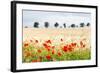 Poppy Field in Northumberland National Park-Matthew-Framed Photographic Print