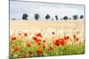 Poppy Field in Northumberland National Park-Matthew-Mounted Photographic Print