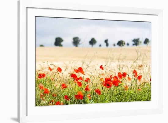 Poppy Field in Northumberland National Park-Matthew-Framed Photographic Print