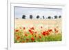 Poppy Field in Northumberland National Park-Matthew-Framed Photographic Print