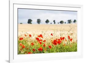 Poppy Field in Northumberland National Park-Matthew-Framed Photographic Print