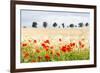 Poppy Field in Northumberland National Park-Matthew-Framed Photographic Print