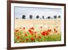 Poppy Field in Northumberland National Park-Matthew-Framed Photographic Print