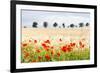 Poppy Field in Northumberland National Park-Matthew-Framed Photographic Print