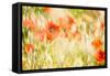 Poppy Field in Northumberland National Park-Matthew-Framed Stretched Canvas