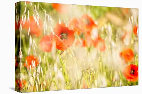 Poppy Field in Northumberland National Park-Matthew-Stretched Canvas