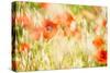 Poppy Field in Northumberland National Park-Matthew-Stretched Canvas