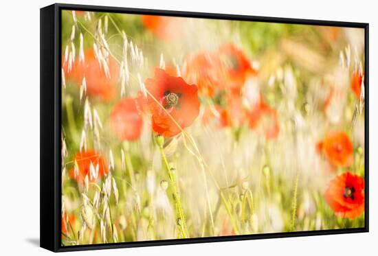 Poppy Field in Northumberland National Park-Matthew-Framed Stretched Canvas