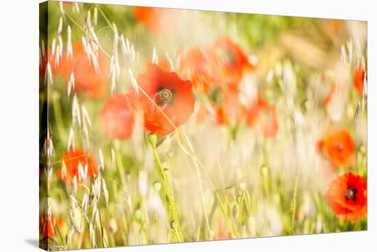 Poppy Field in Northumberland National Park-Matthew-Stretched Canvas