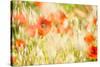 Poppy Field in Northumberland National Park-Matthew-Stretched Canvas
