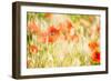 Poppy Field in Northumberland National Park-Matthew-Framed Photographic Print