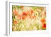 Poppy Field in Northumberland National Park-Matthew-Framed Photographic Print