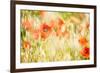 Poppy Field in Northumberland National Park-Matthew-Framed Photographic Print