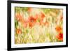 Poppy Field in Northumberland National Park-Matthew-Framed Photographic Print