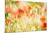 Poppy Field in Northumberland National Park-Matthew-Mounted Photographic Print