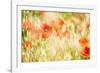 Poppy Field in Northumberland National Park-Matthew-Framed Photographic Print