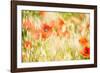 Poppy Field in Northumberland National Park-Matthew-Framed Photographic Print