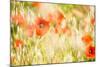 Poppy Field in Northumberland National Park-Matthew-Mounted Photographic Print