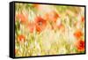 Poppy Field in Northumberland National Park-Matthew-Framed Stretched Canvas