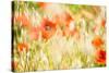 Poppy Field in Northumberland National Park-Matthew-Stretched Canvas