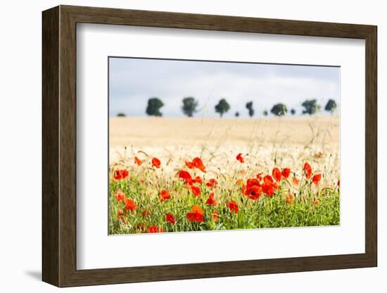 Poppy Field in Northumberland National Park-Matthew-Framed Photographic Print