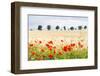 Poppy Field in Northumberland National Park-Matthew-Framed Photographic Print