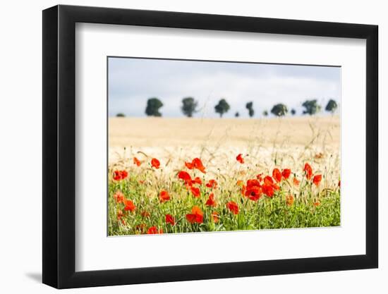 Poppy Field in Northumberland National Park-Matthew-Framed Photographic Print