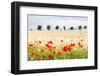 Poppy Field in Northumberland National Park-Matthew-Framed Photographic Print