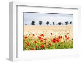 Poppy Field in Northumberland National Park-Matthew-Framed Photographic Print