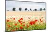 Poppy Field in Northumberland National Park-Matthew-Mounted Photographic Print