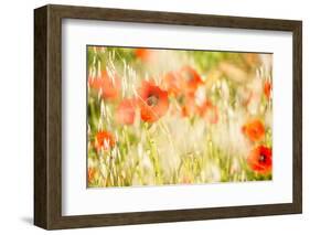 Poppy Field in Northumberland National Park-Matthew-Framed Photographic Print