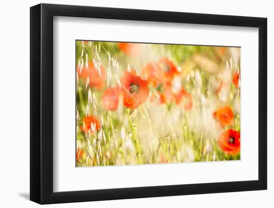 Poppy Field in Northumberland National Park-Matthew-Framed Photographic Print