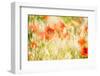 Poppy Field in Northumberland National Park-Matthew-Framed Photographic Print