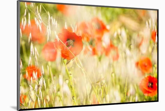 Poppy Field in Northumberland National Park-Matthew-Mounted Photographic Print