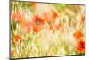 Poppy Field in Northumberland National Park-Matthew-Mounted Photographic Print