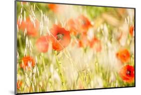 Poppy Field in Northumberland National Park-Matthew-Mounted Photographic Print