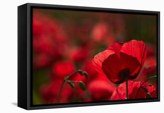 Poppy Field in the Alberes, Languedoc-Roussillon, France, Europe-Mark Mawson-Framed Stretched Canvas