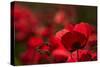 Poppy Field in the Alberes, Languedoc-Roussillon, France, Europe-Mark Mawson-Stretched Canvas