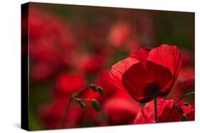 Poppy Field in the Alberes, Languedoc-Roussillon, France, Europe-Mark Mawson-Stretched Canvas