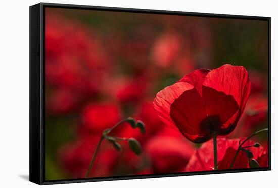 Poppy Field in the Alberes, Languedoc-Roussillon, France, Europe-Mark Mawson-Framed Stretched Canvas