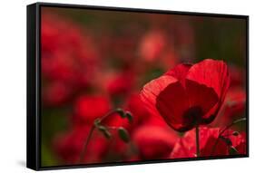 Poppy Field in the Alberes, Languedoc-Roussillon, France, Europe-Mark Mawson-Framed Stretched Canvas