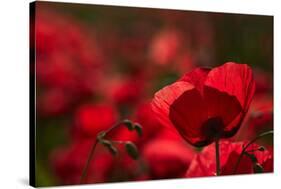 Poppy Field in the Alberes, Languedoc-Roussillon, France, Europe-Mark Mawson-Stretched Canvas