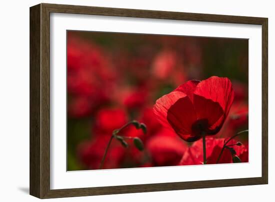 Poppy Field in the Alberes, Languedoc-Roussillon, France, Europe-Mark Mawson-Framed Photographic Print