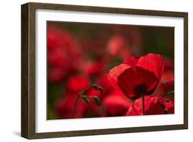 Poppy Field in the Alberes, Languedoc-Roussillon, France, Europe-Mark Mawson-Framed Photographic Print
